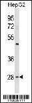 Anti-Prohibitin (PHB1) (N-term) Antibody