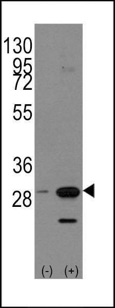 Anti-PHB1 (C-term) Antibody