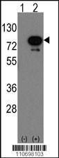 Anti-Deaf1 (C-term) Antibody