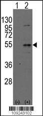 Anti-Dtnbp1 (N-term) Antibody