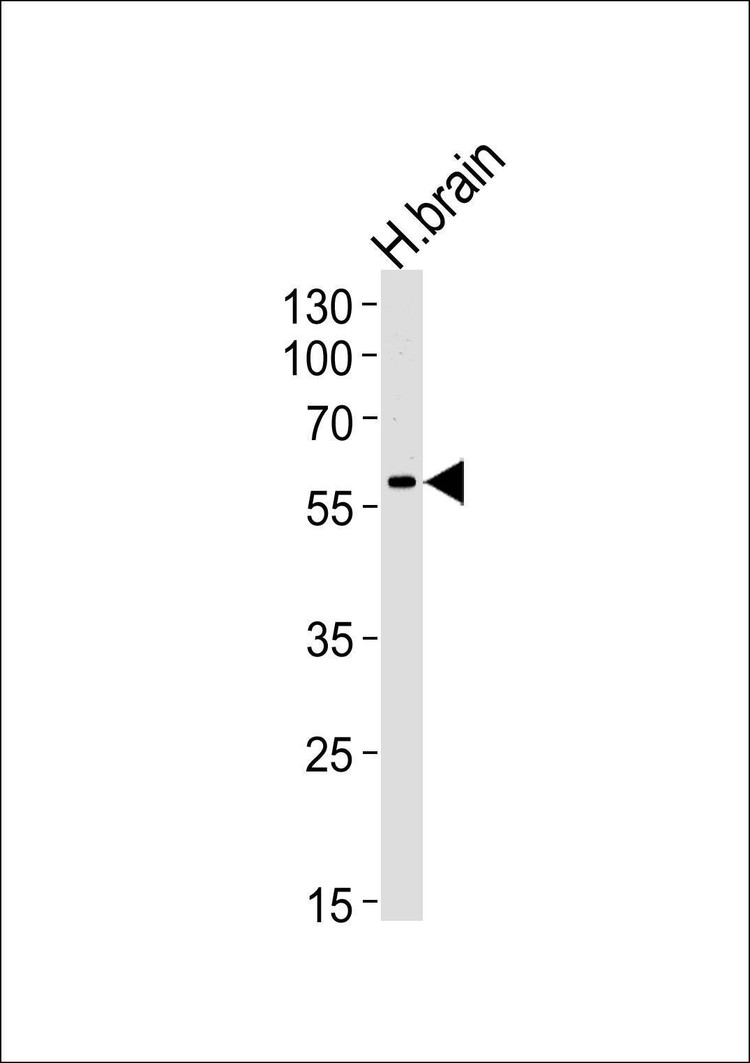 Anti-HERV (ERVWE1) (Center) Antibody