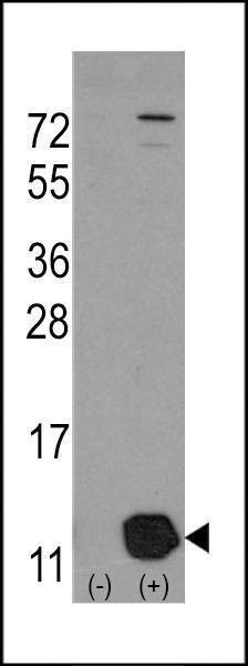 Anti-PHPT1 ( C-term) Antibody