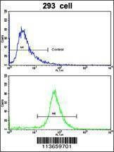Anti-VE Cadherin (CDH5) (N-term) Antibody
