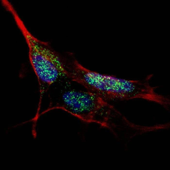 Anti-KLF4 Antibody