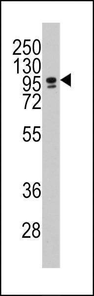 Anti-CBF (CEBPZ) (C-term) Antibody