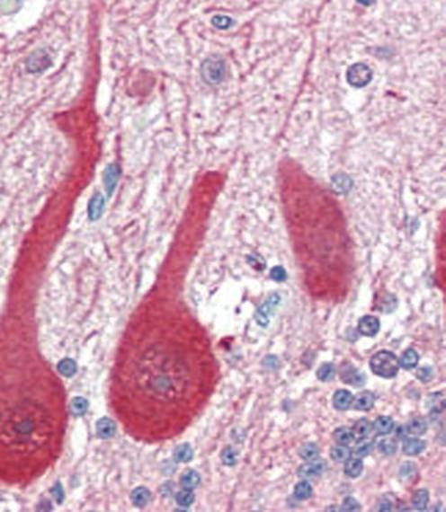 Anti-ALDOC (C-term) Antibody
