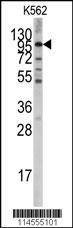Anti-LGR5 (GPR49) (Center) Antibody