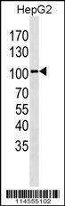 Anti-LGR5 (GPR49) (Center) Antibody