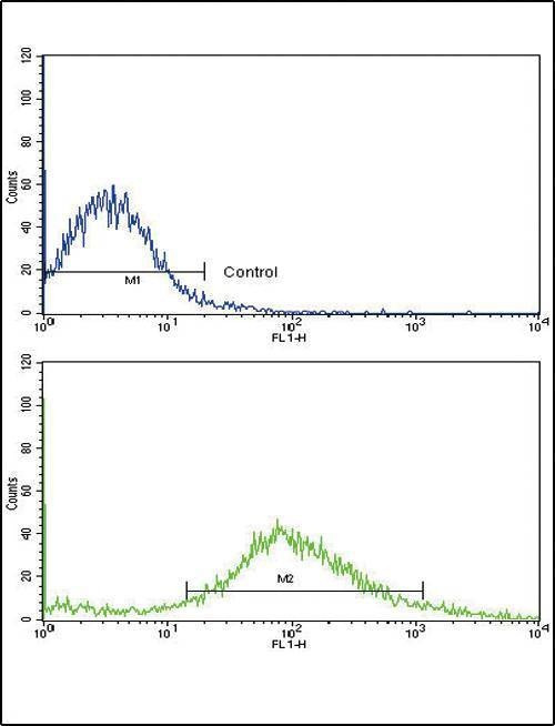 Anti-FZD1 (Center) Antibody
