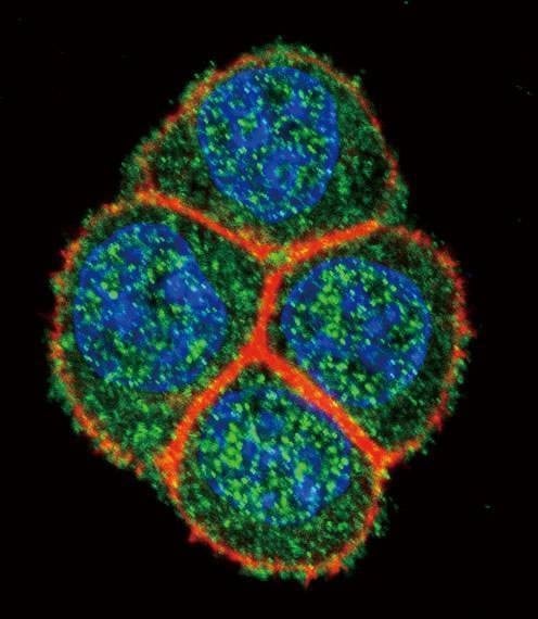 Anti-HNF4A (Center) Antibody