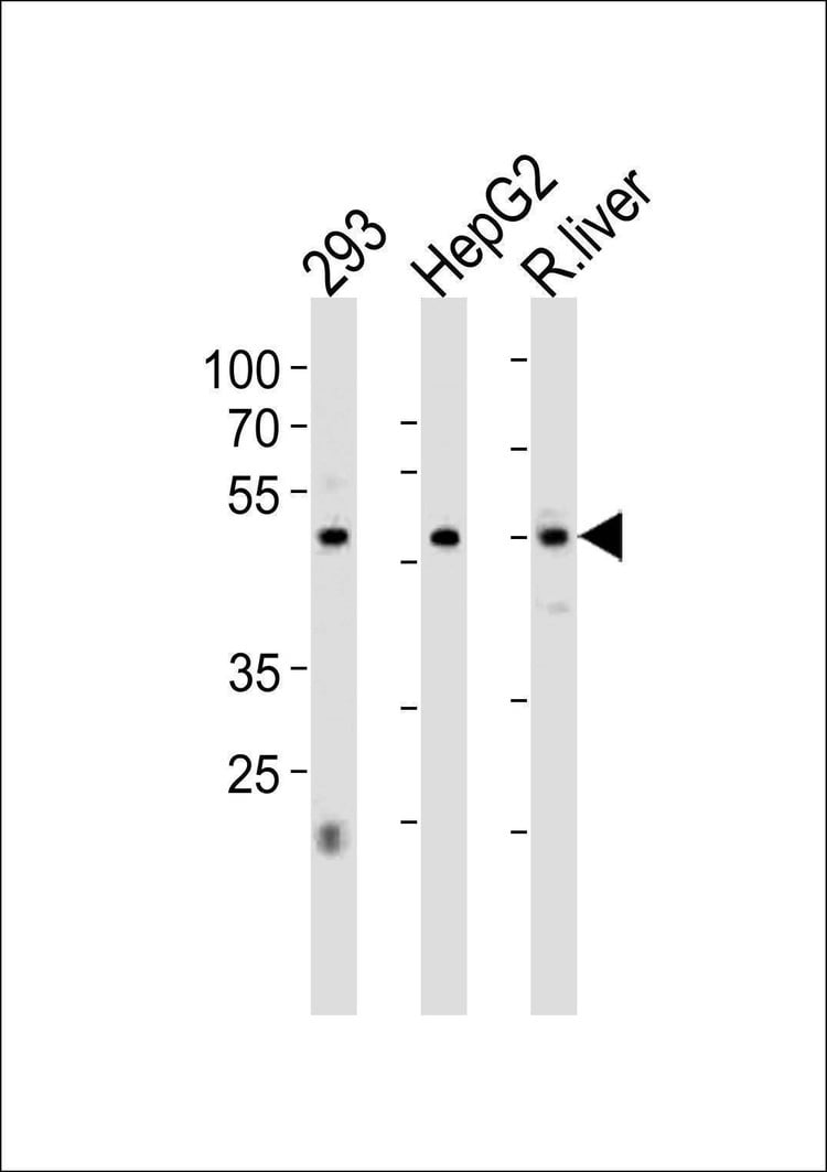 Anti-HNF4A (Center) Antibody