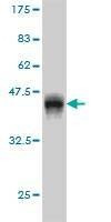 Anti-GAS2L3 Antibody