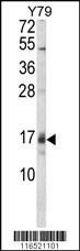 Anti-GADD45A (C-term) Antibody