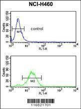 Anti-GADD45A (C-term) Antibody