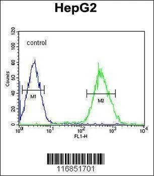 Anti-FOXP3 (Center) Antibody