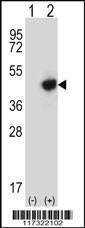Anti-RMND5B (C-term) Antibody