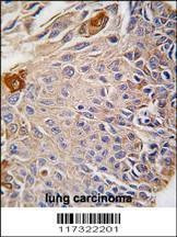 Anti-RMND5B (C-term) Antibody
