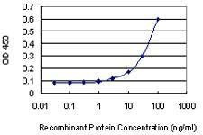 Anti-GATA1 Antibody