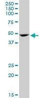 Anti-GATA1 Antibody