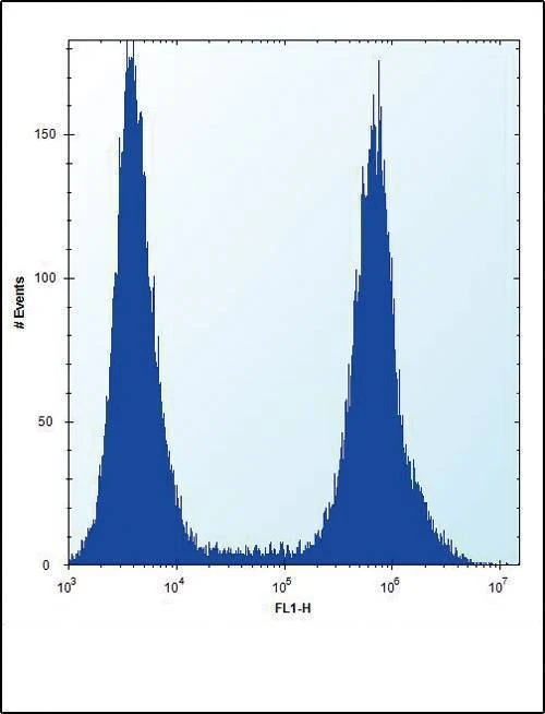 Anti-RUNX1 (S276) Antibody