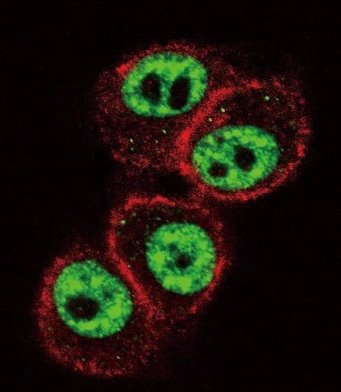 Anti-RUNX1 (S276) Antibody