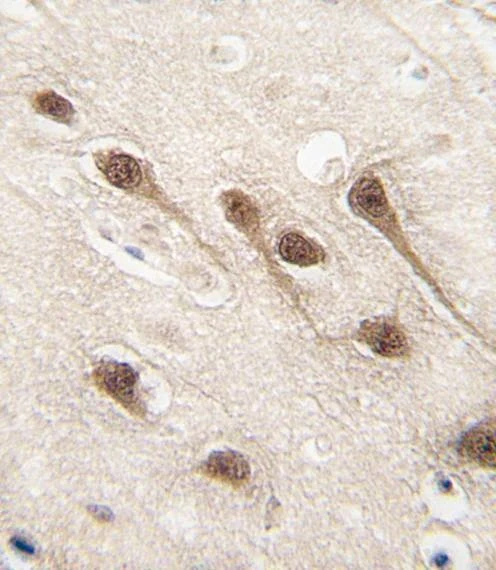 Anti-RUNX1 (S276) Antibody