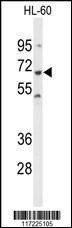 Anti-PTPN6 (Center) Antibody