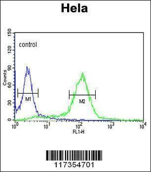 Anti-STIP1 (C-term) Antibody