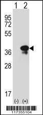 Anti-STX3 (Center) Antibody