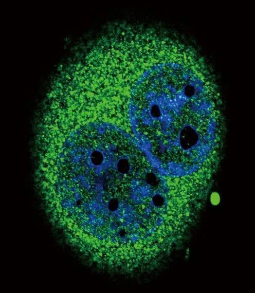 Anti-IRF5 (N-term) Antibody