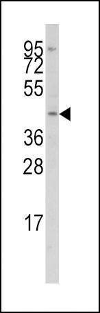 Anti-IRF8 (Center) Antibody