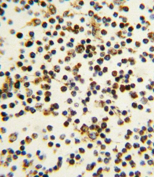 Anti-NPM1 (N-term) Antibody