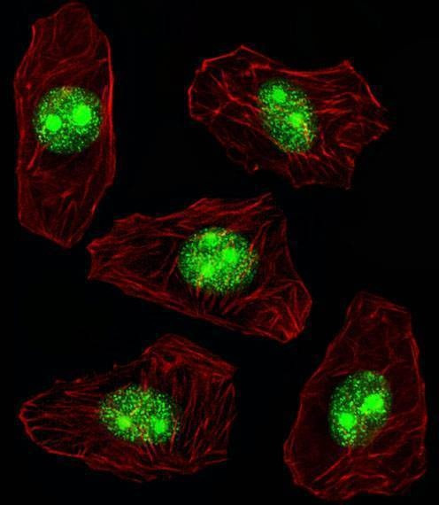Anti-NPM1 (N-term) Antibody