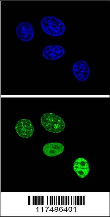 Anti-PCNA (C-term) Antibody