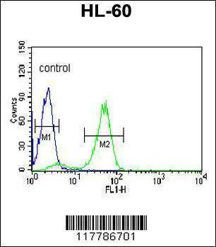 Anti-POLG2 (C-term) Antibody