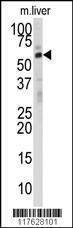 Anti-DHCR24 (N-term) Antibody