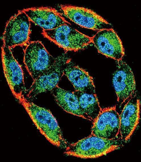 Anti-HSPA8 (N-term) Antibody
