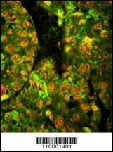Anti-CD38 (C-term) Antibody