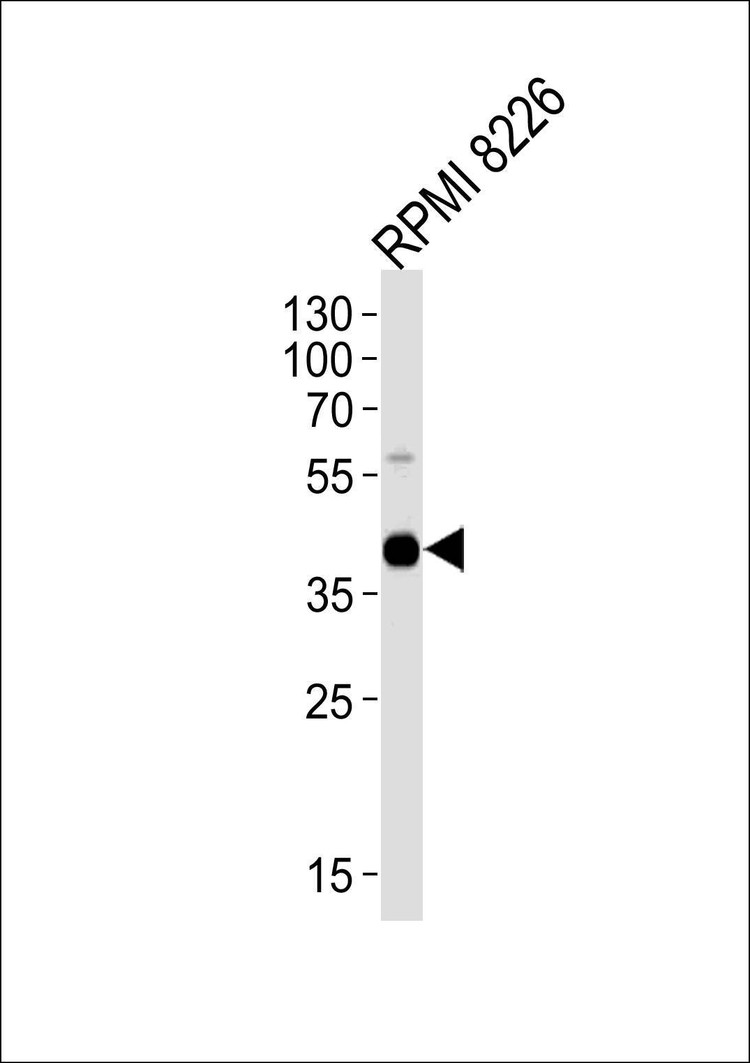 Anti-CD38 (C-term) Antibody