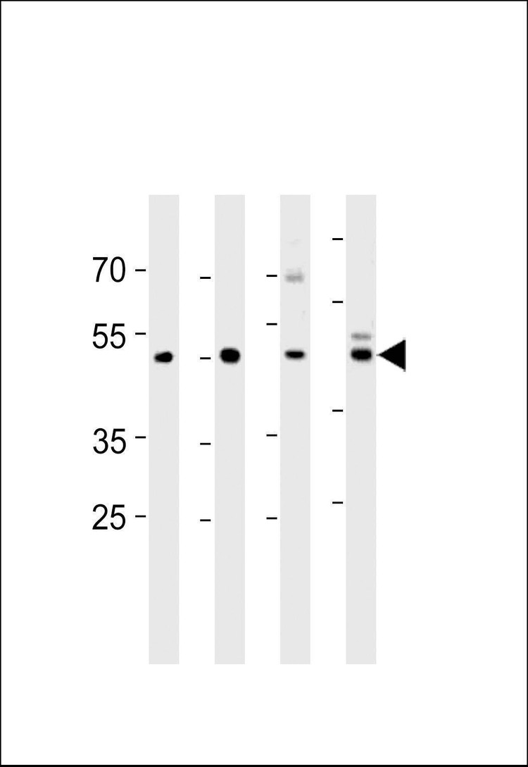 Anti-ENOA (N-term) Antibody