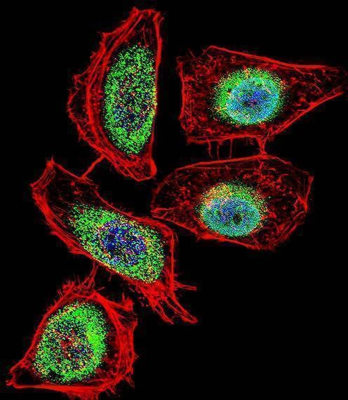 Anti-ENOA (N-term) Antibody