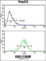 Anti-ENOB (Center) Antibody