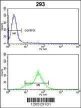 Anti-DDAH1 (C-term) Antibody