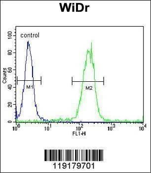 Anti-EGR1 (N-term) Antibody