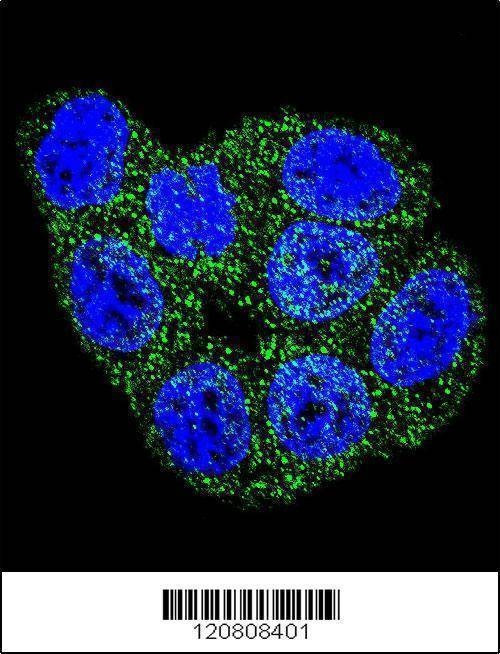 Anti-GSTP1 (C-term) Antibody