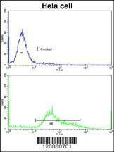Anti-STRAP (C-term) Antibody
