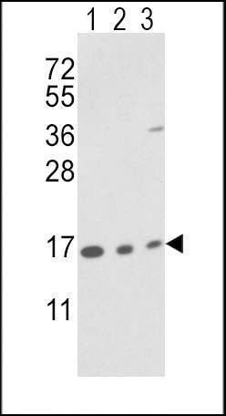 Anti-PPIA (N-term) Antibody