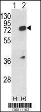 Anti-HNRPL (Center) Antibody
