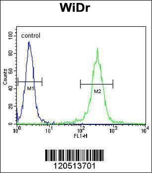 Anti-ATP5B (Center) Antibody