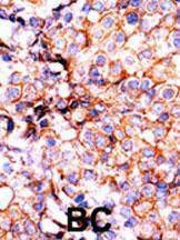 Anti-Phospho-H3 (S10) Antibody